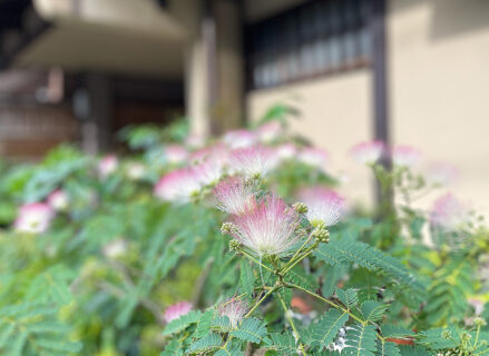 夏の花