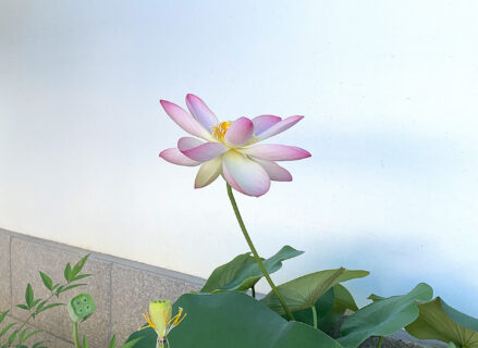 蓮の花